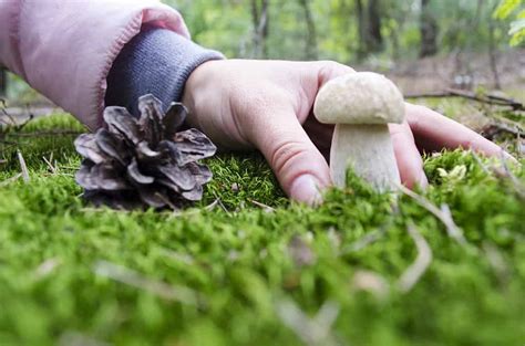 Mushroom Hunting In Missouri A Complete Guide Az Animals
