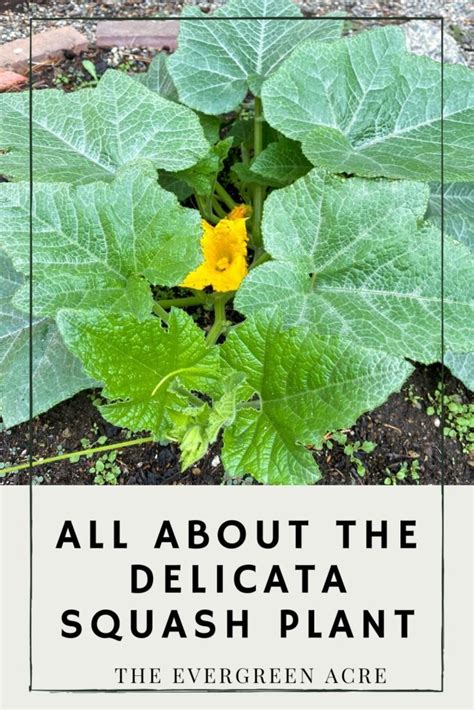 20 Planting Delicata Squash Alinealaweya