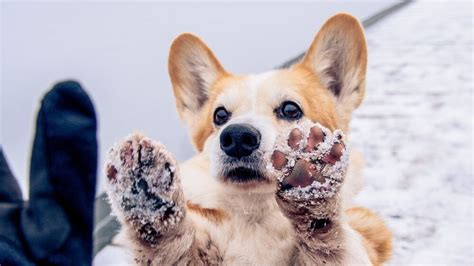 Is your dog stealing everything in sight? How to Protect Your Dog's Paws in Winter - Ollie Blog