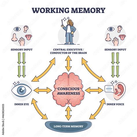 Working Memory And Conscious Awareness Outline Diagram Vector