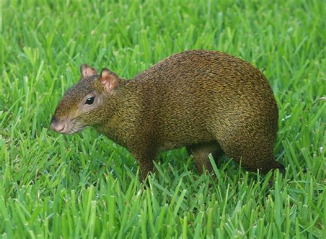 Agouti Animals Amazing Facts And Latest Pictures The Wildlife