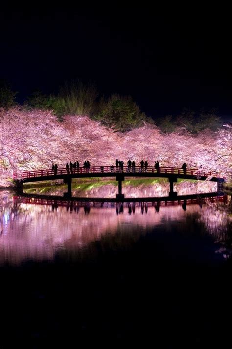 Top 5 Spots For Cherry Blossom Night Viewing Jw Web Magazine