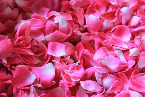 Free Images Blossom Petal Pink Potpourri Rose Petals Floristry