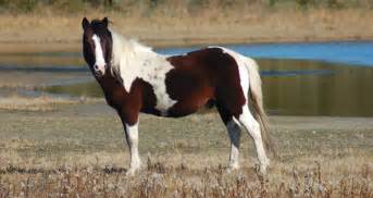 chincoteague assateague pony breed information history  pictures