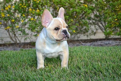 This page was enrolled in the international ophthalmologists contest. French Bulldog Dog Breed Information