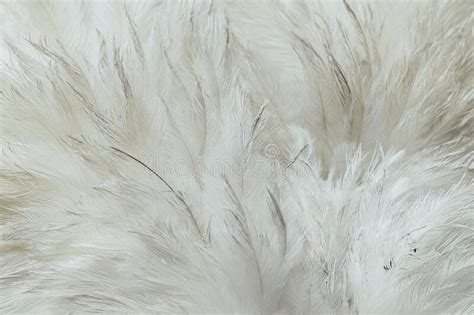 Ostrich Feathers Texture Background Stock Image Image Of White