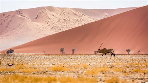 Oryx Sossusvlei Namibia Desert 4k Wallpaper Desktop Back Flickr