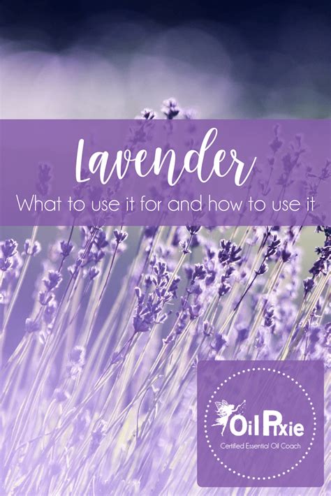 Lavender How To Use Lavender Essential Oil And What To Use It For