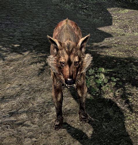 Alpha Wolf Skyrim The Elder Scrolls Wiki