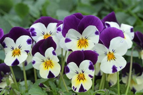 The 21 Best Plants And Flowers For Winter Garden Colour