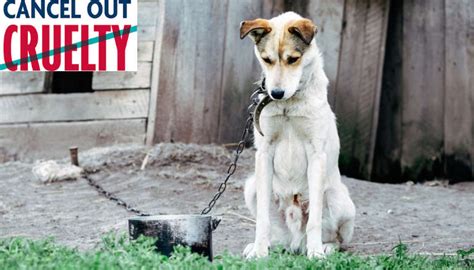 Animal Cruelty On The Rise 21 Cruelty Reports From Isle Of Wight Made