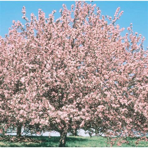 127 Gallon Pink Crabapple Morning Sun Flowering Tree In Pot With Soil