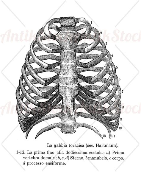 Anatomy Human Rib Cage Antikstock