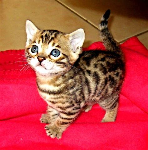 A Very Cute Bengal Kitten Cute Cats Hq Pictures Of Cute Cats And