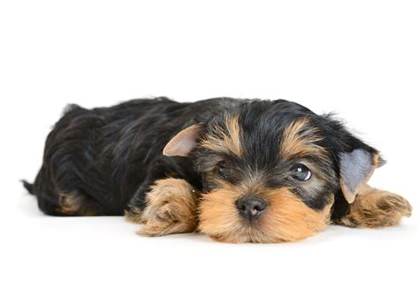 Why buy a puppy for sale if you can adopt and save a life? Find Yorkshire Terrier Puppies For Sale In Florida