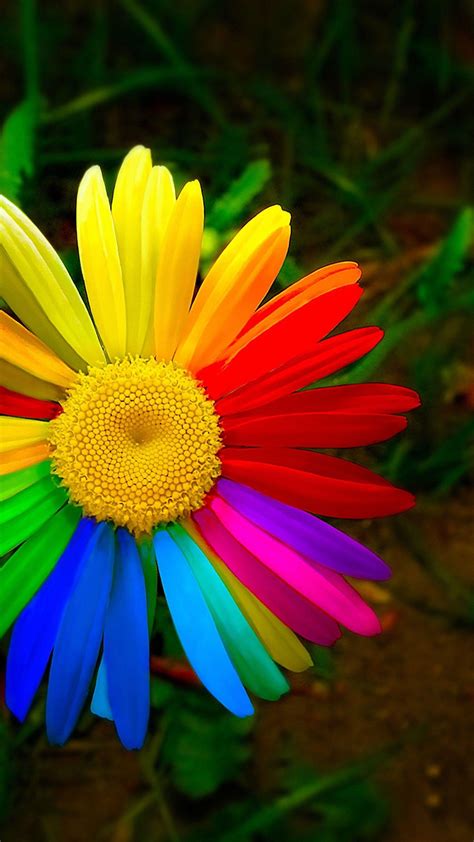 Colorful Flowers Mobile Wallpapers Wallpaper Cave