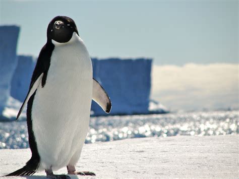 Adelie Penguin Antarctica Adelie Penguin Running Late Penguins