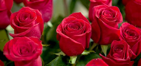 Nature hills is america's largest online plant nursery. Most Beautiful Rose - Transexual You Porn