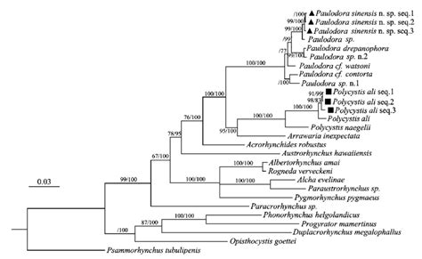 The Phylogenetic Tree Of Polycystidinae And Outgroup Species Inferred