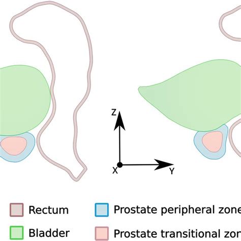 Profiles Of The Prostate Transitional Zone Tz Prostate Peripheral