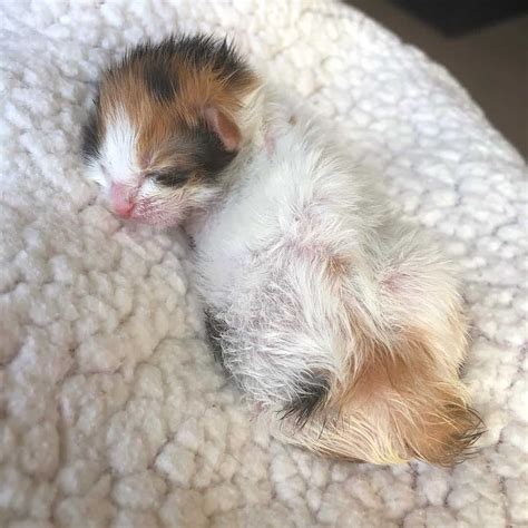 Two Bonded Preemie Kittens Fought Just To Survive Now The Adorable