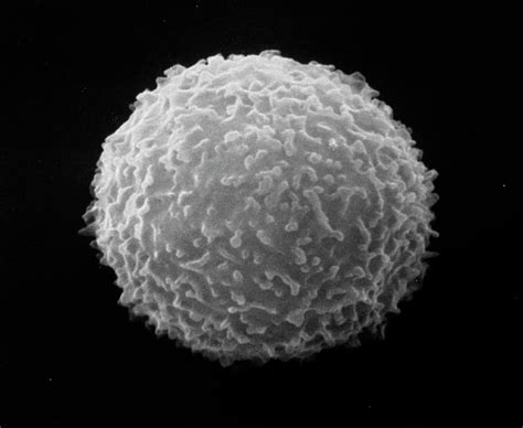 Sem Of Normal White Blood Cell Photograph By Nibscscience Photo Library