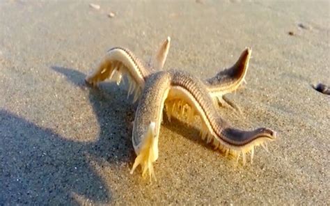 This Video Of A Starfish Walking On Land Will Leave You In Absolute Awe