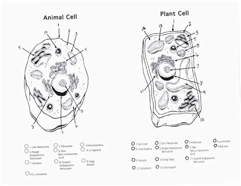 Related standards of learning bio.4a, b; Animal Cell Coloring Worksheet