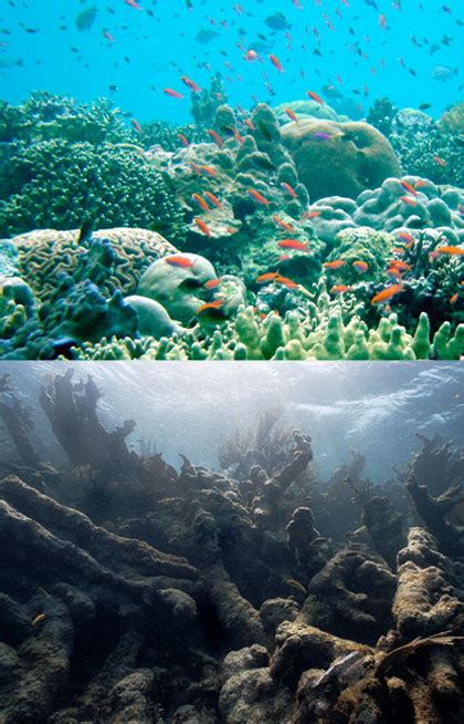 Impacts And Affects How Does Climate Change Affect Marine Wildlife