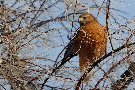 Bird Of Prey Identification Dartear