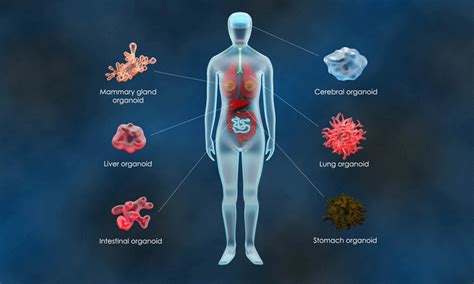 What Are The Pros And Cons Of Using Organoids