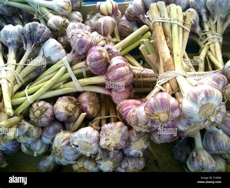 Garlic Freshly Cut And Wrapped Into Bundles Taken At Organic Farmers