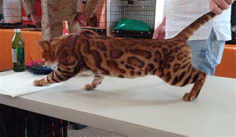Show Quality Bengal Cat Bengal Kittens To Adopt In Auckland — Pride