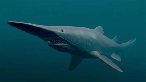 ‘tiburón Duende El Animal Ciego De Mandíbula Gigante Cabroworld