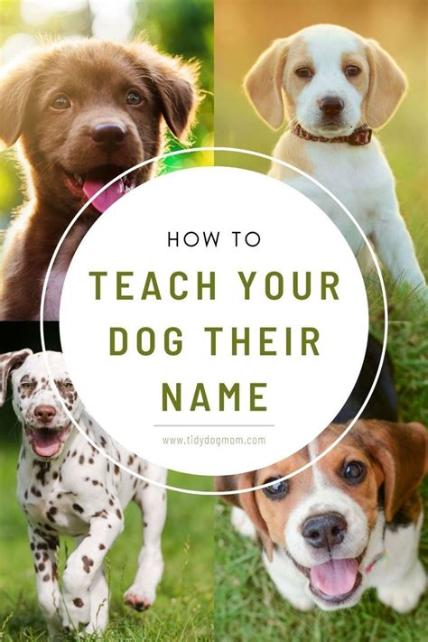 How To Teach A Puppy Their Name In 2021 Dog Training Dogs Dog