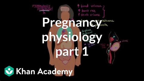 Pregnancy Physiology I Reproductive System Physiology Nclex Rn
