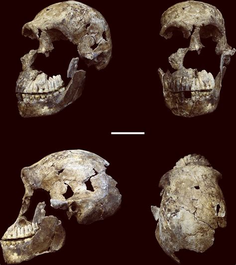 There has been global interest in the announcement of new fossils from a cave called rising star in the cradle of humankind world heritage site in south africa. South African Cave System Yields Yet More Fossils of Homo naledi | Paleoanthropology | Sci-News.com