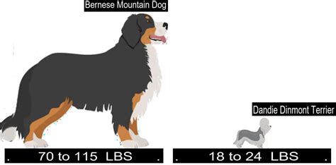 Bernese Mountain Dog Versus Dandie Dinmont Terrier Differences And