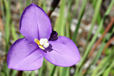 To identify the tree, start by studying the flower, since plant classification is based on the arrangement and shape of. Free stock photos - Rgbstock - Free stock images | purple ...
