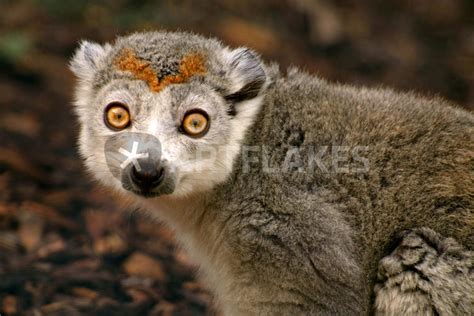 Female Crowned Lemur Photography Art Prints And Posters By