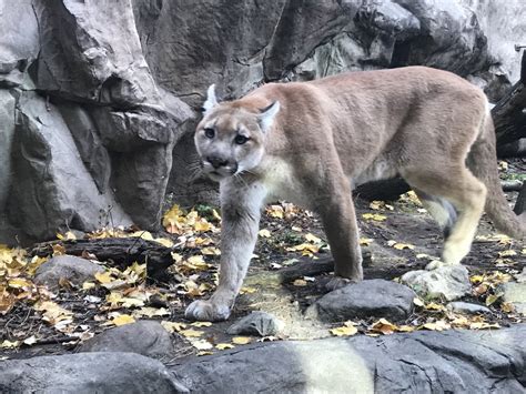 Cougar Zoochat