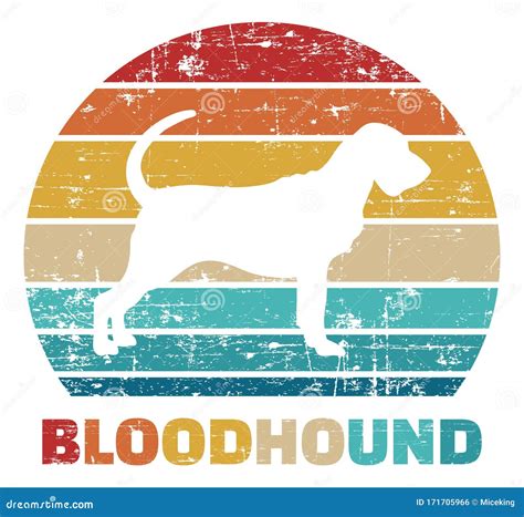 Bloodhound Vintage Color Vector Illustration 171705966