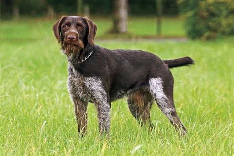 Why To Consider German Breeds For Your Next Hunter Gun Dog