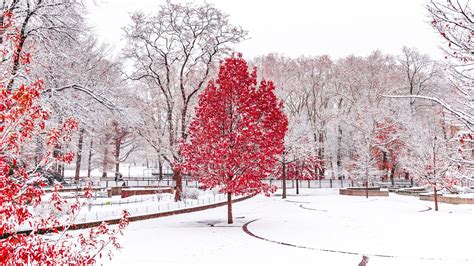 Snow Covered Red Leafed Trees In Snow Field Hd Winter Wallpapers Hd