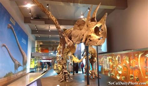 Triceratops At The Dinosaur Hall At The Natural History Museum Of La