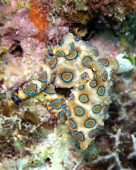 Greater Blue Ringed Octopus Wikipedia
