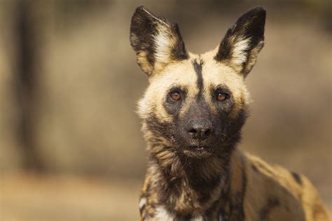 African Wild Dog Lycaon Pictus Listed As Endangered Species