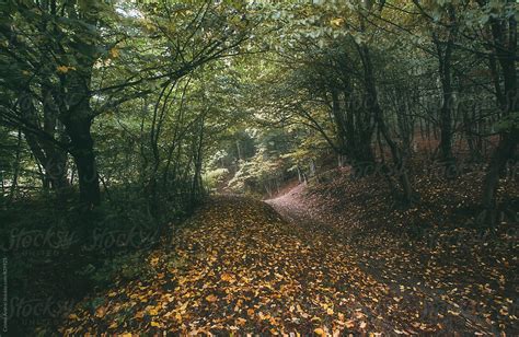 Autumn Road Trough Forest By Stocksy Contributor Cosma Andrei Stocksy