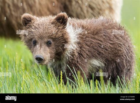 Usa Alaska Lake Clark National Park And Preserve Brown Bear Cub