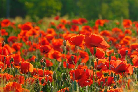 Best Time To See Poppy Fields In South Korea 2022 Roveme